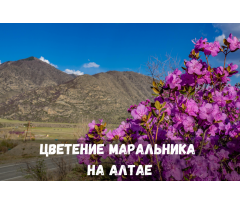 Цветение Маральника на Алтае