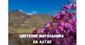 Цветение Маральника на Алтае