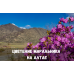 Тур «Цветение Маральника на Алтае»