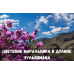 Тур «Цветение Маральника в долине Чулышмана»